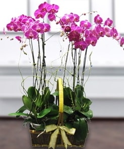 7 dall mor lila orkide  el iek servisi , ieki adresleri 