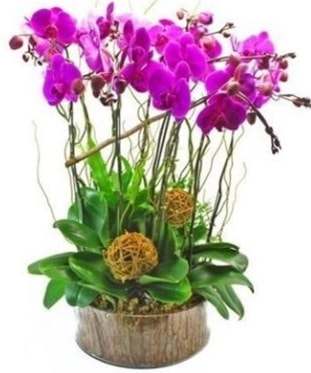 Ahap ktkte lila mor orkide 8 li  el iek gnderme 