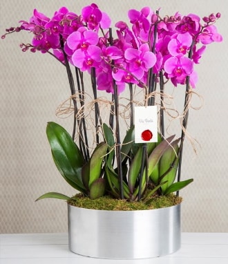 11 dall mor orkide metal vazoda  el iek servisi , ieki adresleri 