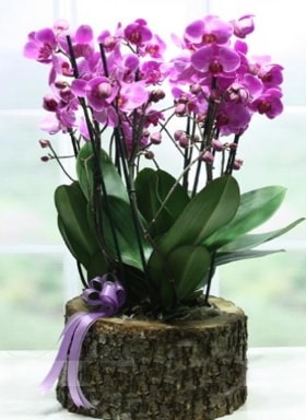 Ktk ierisinde 6 dall mor orkide  el iek yolla , iek gnder , ieki  
