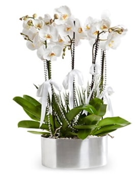 Be dall metal saksda beyaz orkide  el iek maazas , ieki adresleri 