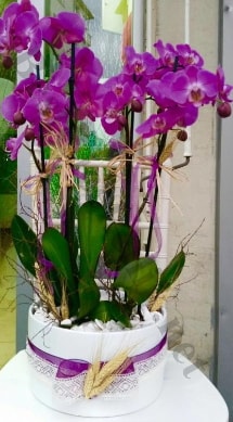 Seramik vazoda 4 dall mor lila orkide  el ucuz iek gnder 