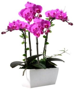 Seramik vazo ierisinde 4 dall mor orkide  el yurtii ve yurtd iek siparii 