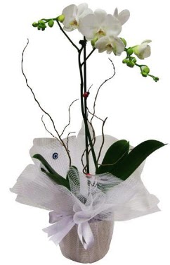 Tek dall beyaz orkide  el hediye iek yolla 
