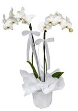 2 dall beyaz orkide  el uluslararas iek gnderme 