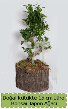 Doal ktkte thal bonsai japon aac  el kaliteli taze ve ucuz iekler 