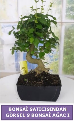 S dal erilii bonsai japon aac  el yurtii ve yurtd iek siparii 