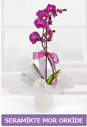 Seramik ierisinde birinci kalite tek dall mor orkide  el iek online iek siparii 