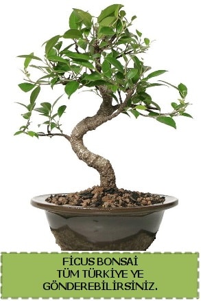 Ficus bonsai  el iek servisi , ieki adresleri 