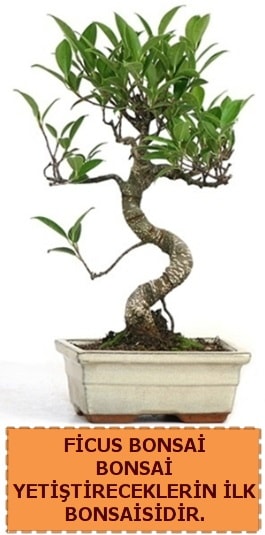 Ficus bonsai 15 ile 25 cm arasndadr  el iek maazas , ieki adresleri 