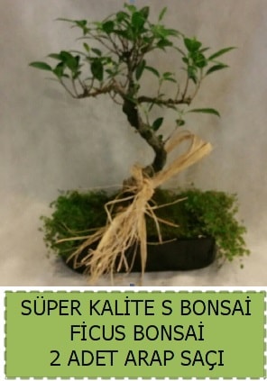Ficus S Bonsai ve arap sa  el gvenli kaliteli hzl iek 