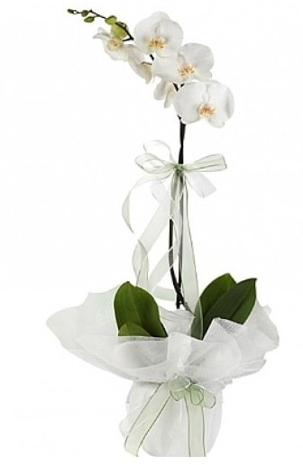 Tekli Beyaz Orkide  el nternetten iek siparii 