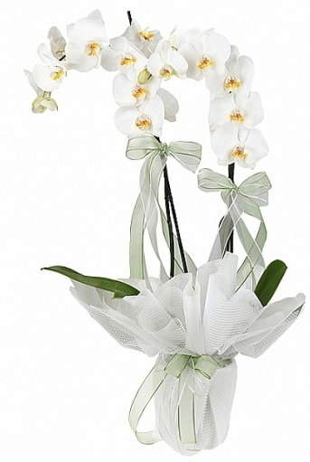ift Dall Beyaz Orkide  el iekiler 