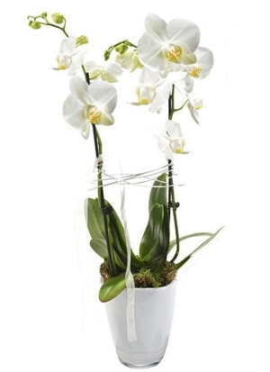 2 dall beyaz seramik beyaz orkide sakss  el iek servisi , ieki adresleri 