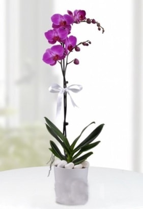 Tek dall saksda mor orkide iei  el ieki telefonlar 