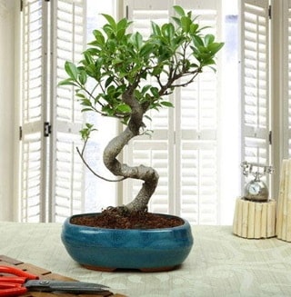 Amazing Bonsai Ficus S thal  el iek sat 