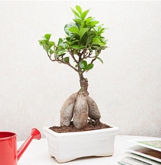 Exotic Ficus Bonsai ginseng  el online iek gnderme sipari 