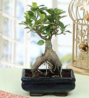 Appealing Ficus Ginseng Bonsai  el iekiler 
