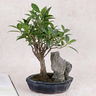 Japon aac Evergreen Ficus Bonsai  el iek servisi , ieki adresleri 