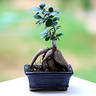 Marvellous Ficus Microcarpa ginseng bonsai  el iek , ieki , iekilik 