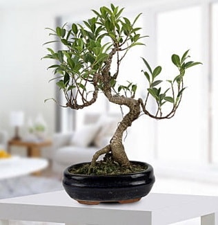 Gorgeous Ficus S shaped japon bonsai  el 14 ubat sevgililer gn iek 