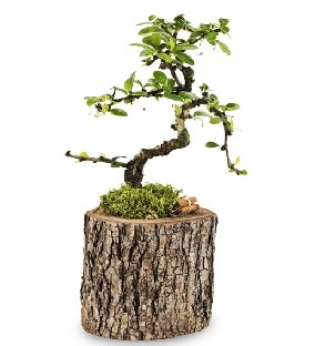 Doal ktkte S bonsai aac  el yurtii ve yurtd iek siparii 