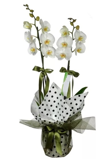 ift Dall Beyaz Orkide  el internetten iek sat 