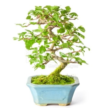 S zerkova bonsai ksa sreliine  el iek online iek siparii 