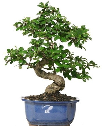 21 ile 25 cm aras zel S bonsai japon aac  el gvenli kaliteli hzl iek 