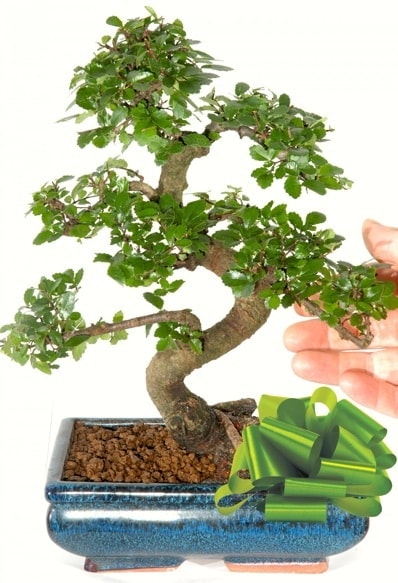 Yaklak 25 cm boyutlarnda S bonsai  el iek yolla 
