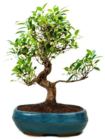 25 cm ile 30 cm aralnda Ficus S bonsai  el iek servisi , ieki adresleri 