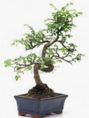 S gvde bonsai minyatr aa japon aac  el yurtii ve yurtd iek siparii 
