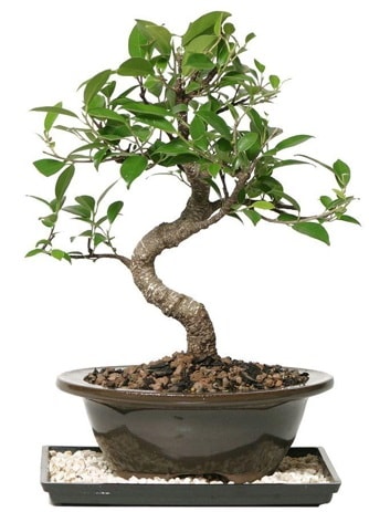 Altn kalite Ficus S bonsai  el gvenli kaliteli hzl iek  Sper Kalite