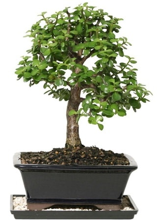 15 cm civar Zerkova bonsai bitkisi  el iek yolla 