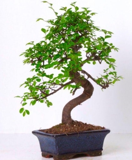 S gvdeli bonsai minyatr aa japon aac  el iek servisi , ieki adresleri 