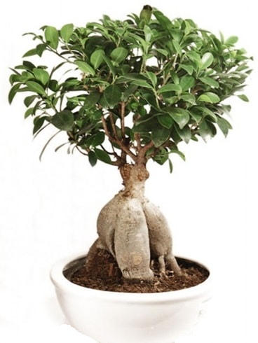 Ginseng bonsai japon aac ficus ginseng  el iek online iek siparii 